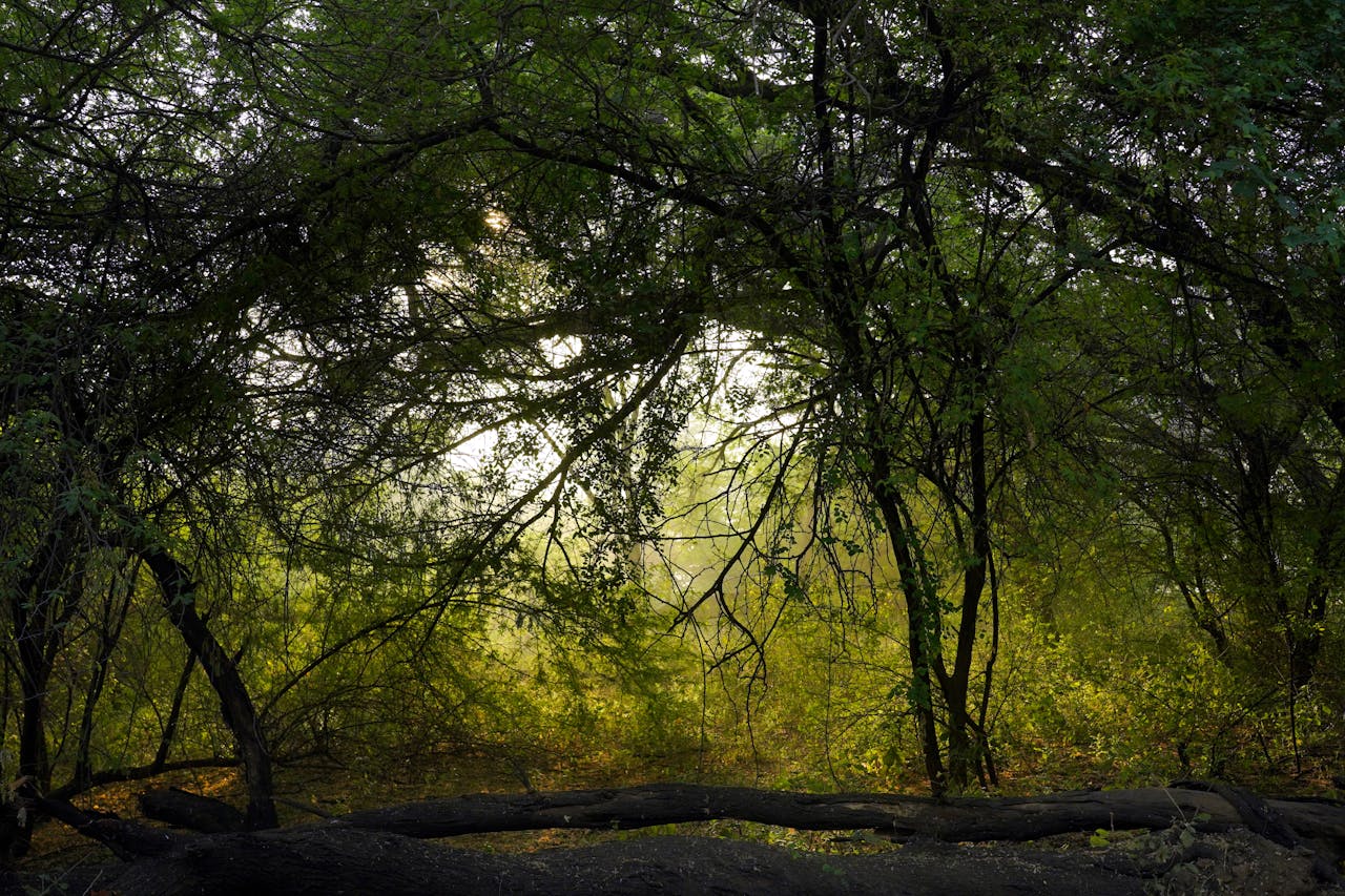 Beautiful forest scene with sunlit foliage, creating a tranquil autumn ambiance.