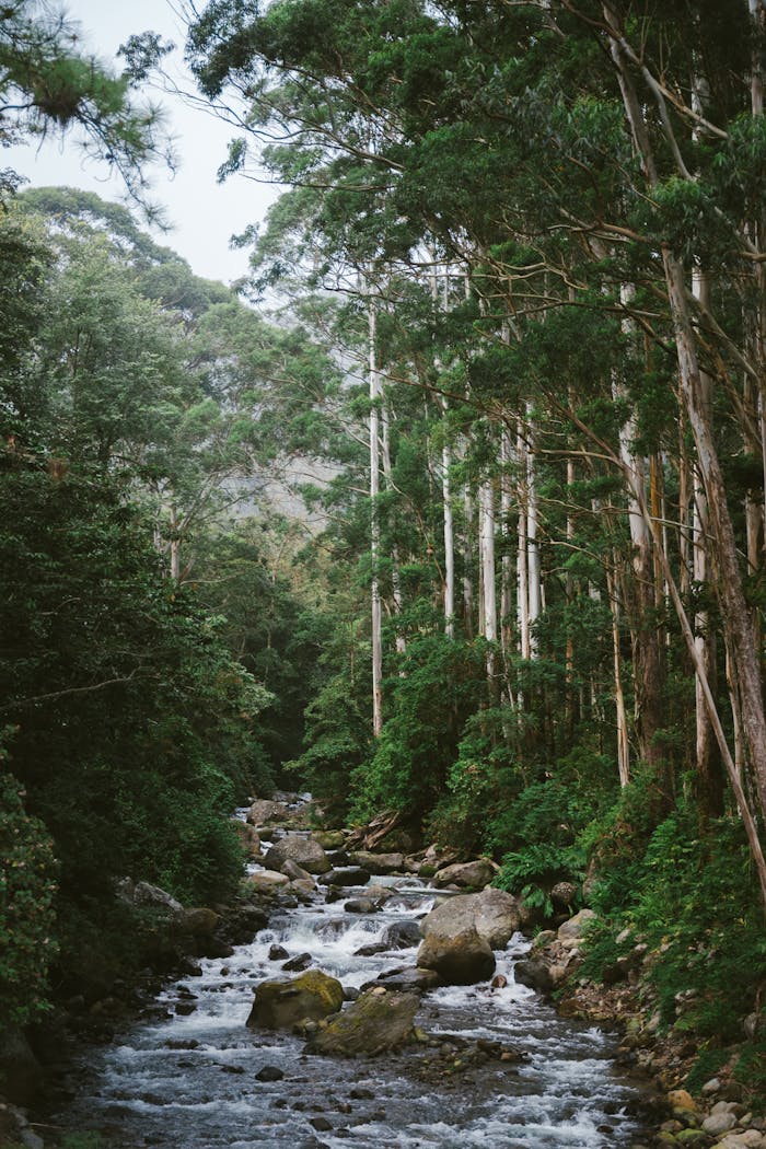 A tranquil forest scene featuring a flowing stream surrounded by tall trees and vibrant greenery.