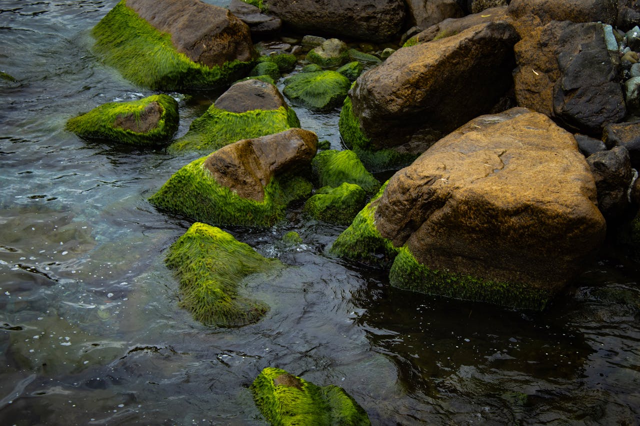 Serene view of moss-covered rocks beside a flowing water body, showcasing vibrant greens and earthy tones.
